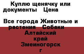 Куплю щенячку или документы › Цена ­ 3 000 - Все города Животные и растения » Собаки   . Алтайский край,Змеиногорск г.